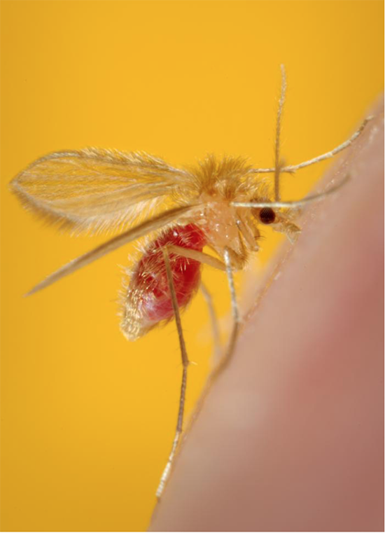 CDC image of sand fly