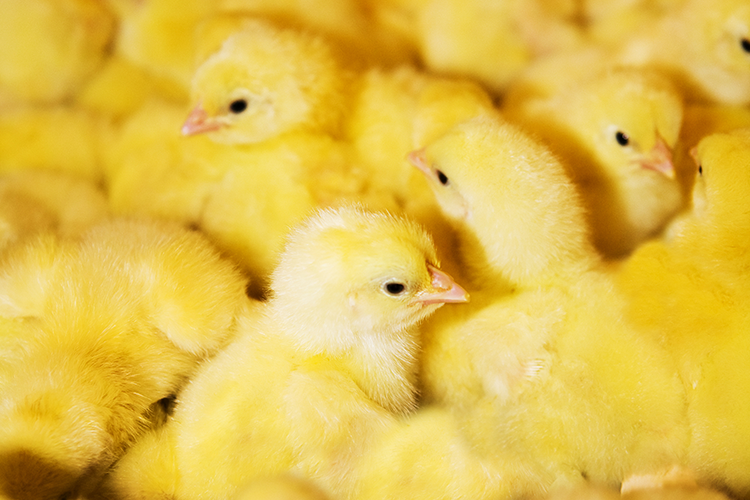 Shutterstock image of chicks