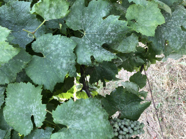 Grape leaves with fungal Infection