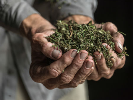 Hands filled with dried hemp