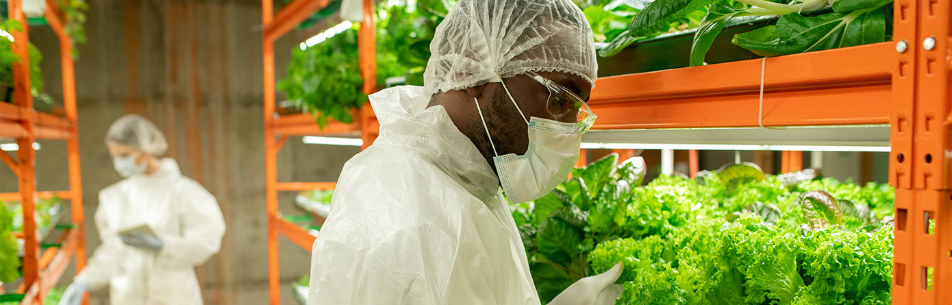Young African male agroengineer standing by shelf with green lettuce seedlings