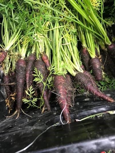 Purple carrot from Tidewater Agronomics