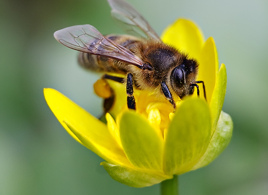 Shutterstock image of bee