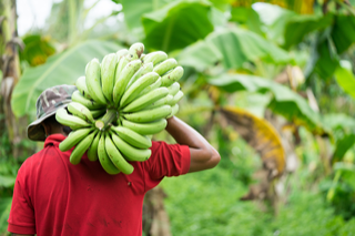 Shutterstock photo of bananas