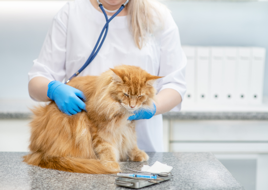 Shutterstock photo of cat at vet