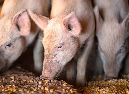 Shutterstock Pigs Eating Corn