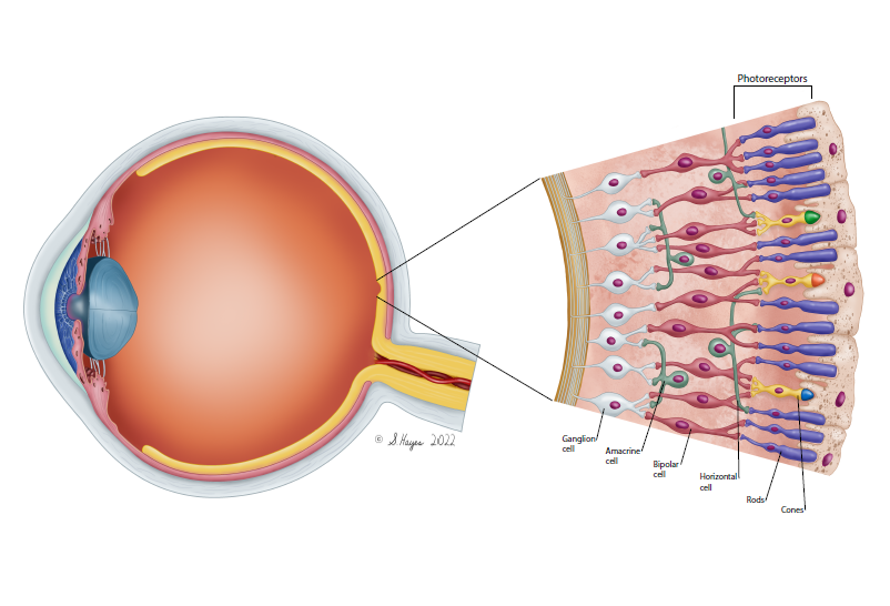 Eye structure from Opus Genetics