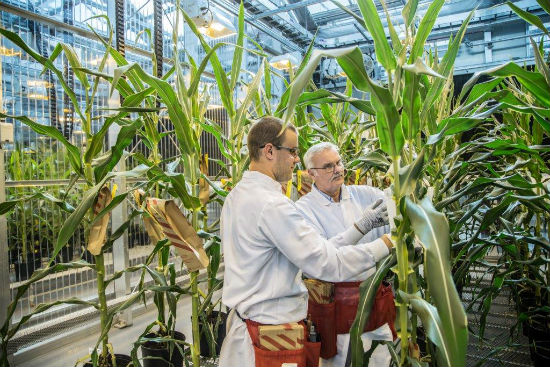 BASF scientists observe corn in greenhouse