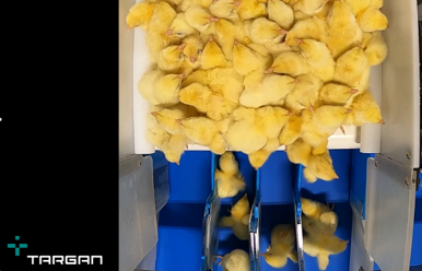 TARGAN chick sorting