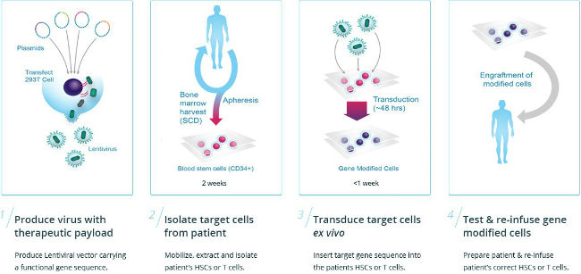 How bluebirfd bio gene therapy works