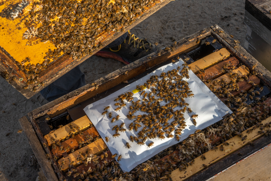 GreenLight RNA pouch protects honeybees from varroa mites.