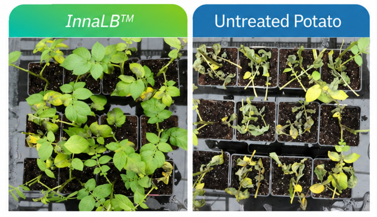 Innatrix InnaLB result