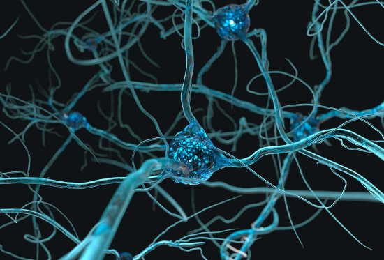 Neuronal fibers.