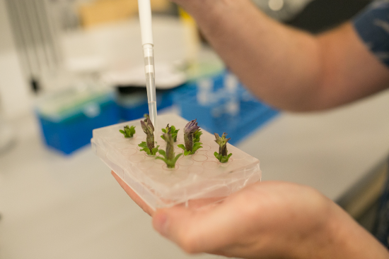 Oerth Bio plants in lab.