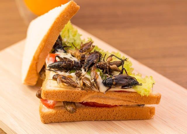 Insect sandwich