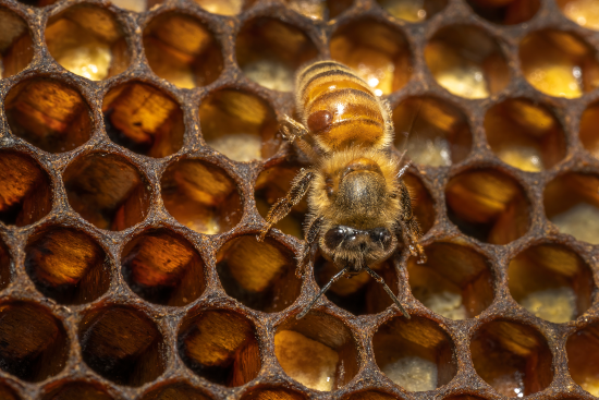 Varroa parasitic mite on honeybee
