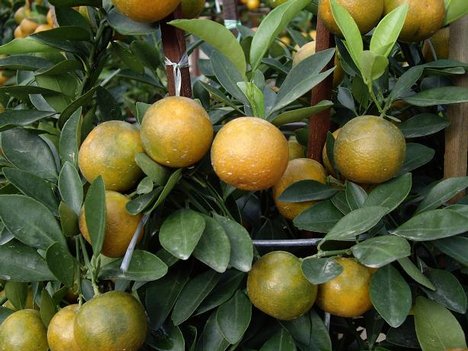 Citrus greening disease.