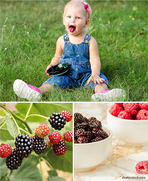 Berries collage
