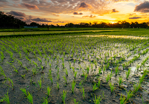 Shutterstock photo of rice paddy