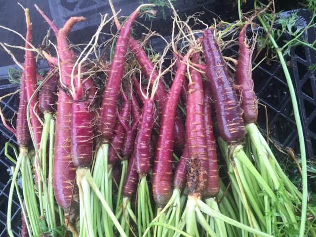 Washed Purple Elite carrots.
